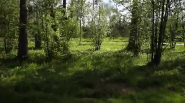 Adam sallanıyor salıncakta, ağaçlar inip çıkıyor.