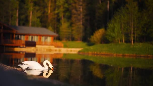 Dois Cisnes Brancos Flutuam Lago Início Manhã — Vídeo de Stock