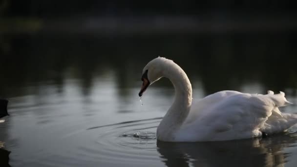Cisne Branco Nas Penas Limpeza Lagoa — Vídeo de Stock