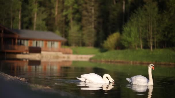 Deux Cygnes Blancs Flottent Sur Lac Tôt Matin — Video