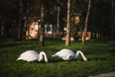 İki güzel beyaz kuğu sabahın erken saatlerinde yeşil çimlerde yürür.