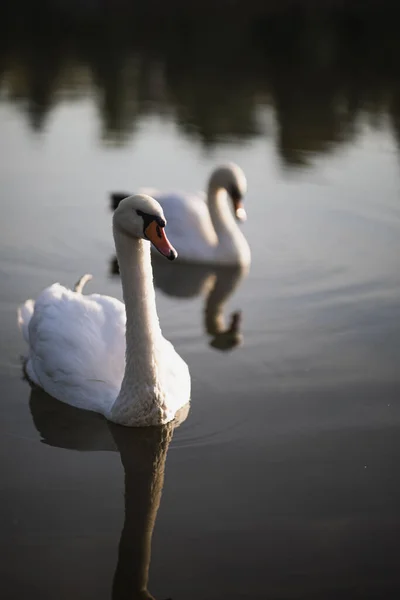Два Белых Лебедя Плывут Пруду — стоковое фото