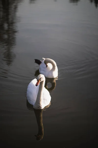 Dois Cisnes Brancos Nadam Lagoa — Fotografia de Stock