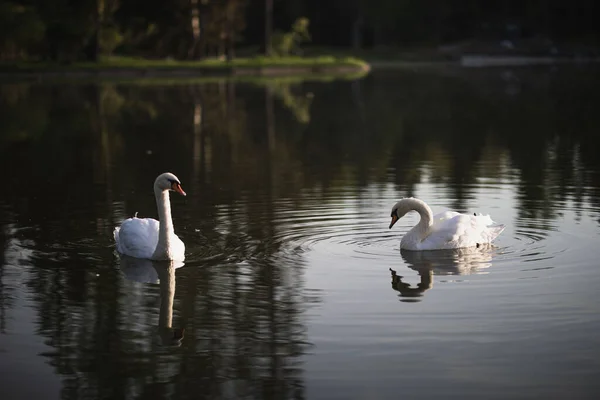 Zwei Weiße Schwäne Schwimmen Auf Dem Teich — Stockfoto