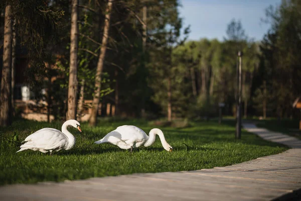 Два Прекрасных Белых Лебедя Гуляют Зеленой Лужайке Рано Утром — стоковое фото