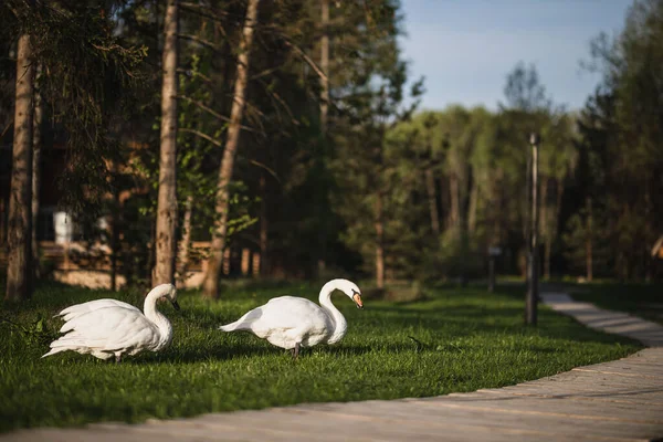 Два Прекрасных Белых Лебедя Гуляют Зеленой Лужайке Рано Утром — стоковое фото