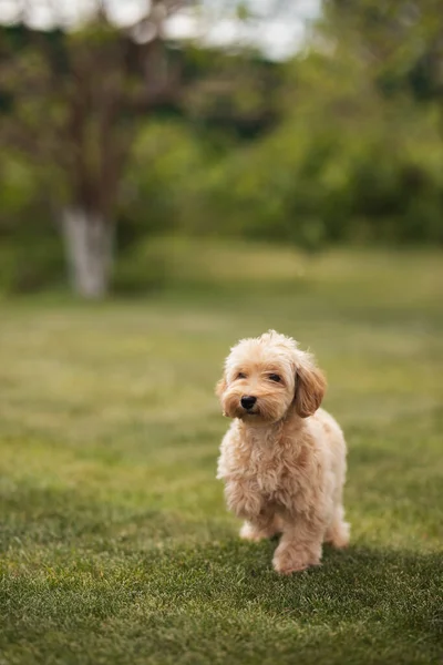 Little Dog Maltipu Walks Green Grass Park — Stock Photo, Image