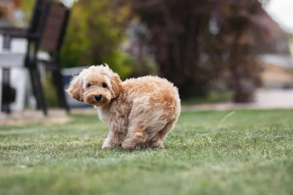 Anjing Kecil Maltipu Berjalan Rumput Hijau Taman — Stok Foto