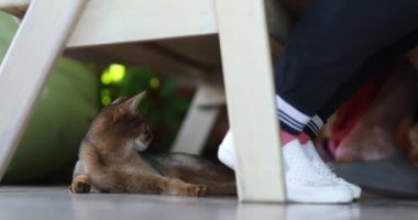 Kedi bankın altında yatar ve köpek geldiğinde kaçar.