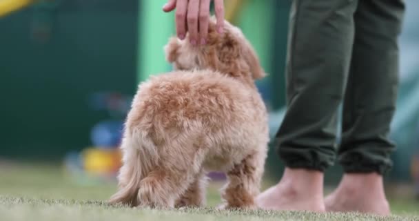 Een Kleine Hond Speeltuin Kinderen Die Omheen Rennen — Stockvideo