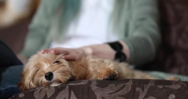 Seorang Wanita Membelai Seekor Anjing Maltipu Yang Tergeletak Sofa — Stok Video