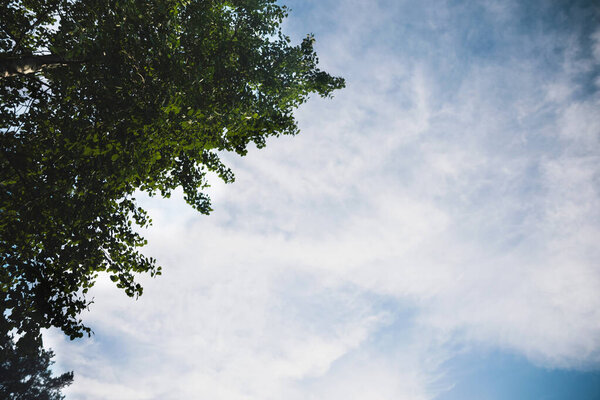 green trees on a background of blue sky and white clouds