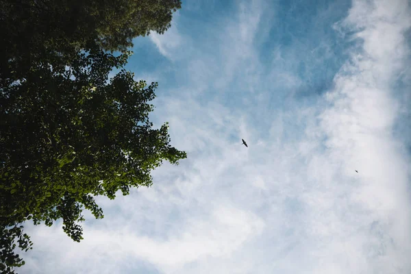 Ptaki Tle Błękitnego Nieba Białe Chmury Zielone Drzewa — Zdjęcie stockowe