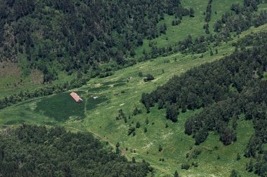 Altai 'deki yeşil sık ormanların üst görünümü