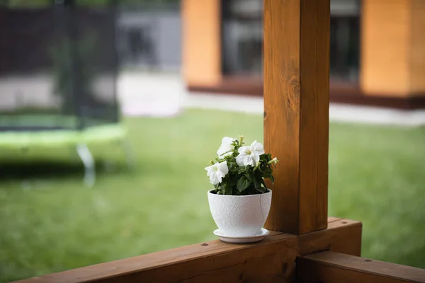Vaso Branco Com Uma Flor Caseira Fica Varanda — Fotografia de Stock