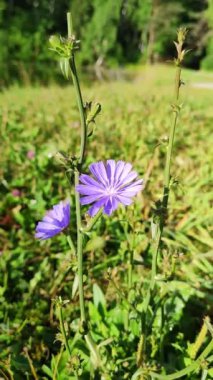 Sabah erken saatlerde yeşil ormanda mor bir çiçek