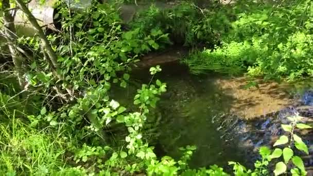 Sabahın Erken Saatlerinde Yeşil Ormanda Küçük Bir Dere — Stok video