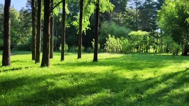 Bosque Verde Por Mañana Temprano Sol Naciente Brilla Través Las — Vídeos de Stock