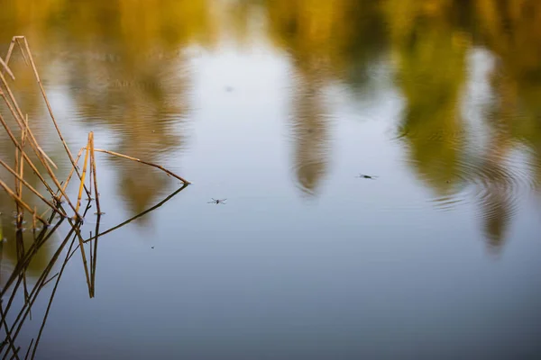 Petits Insectes Assis Sur Eau — Photo