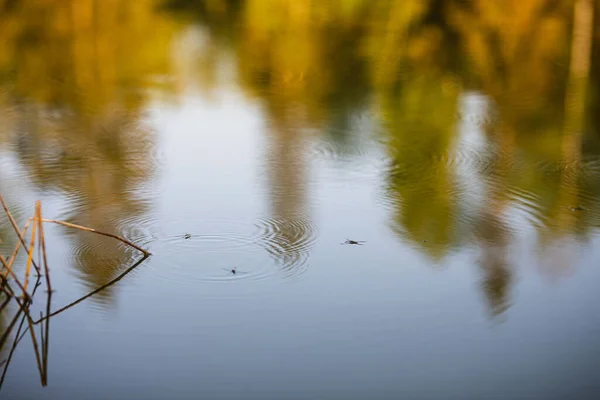 Küçük Böcekler Suyun Üzerinde Otururlar — Stok fotoğraf