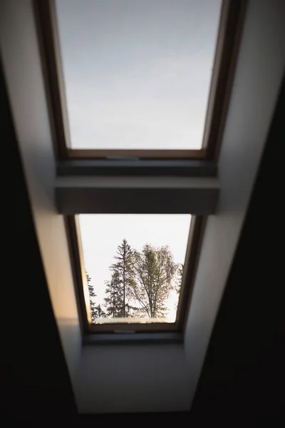Вид Дерево Через Маленькое Окно Дома — стоковое фото