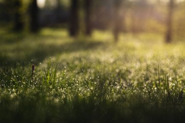 Sabahın erken saatlerinde yeşil çimenlere çiy damlaları düşer.
