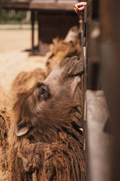 Wielbłąd Jest Karmiony Zoo — Zdjęcie stockowe