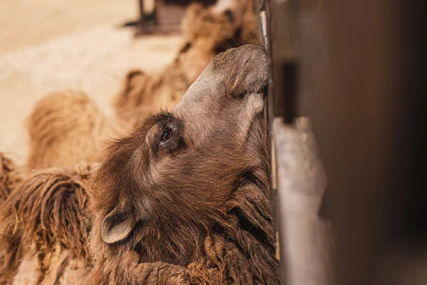 Wielbłąd Jest Karmiony Zoo — Zdjęcie stockowe