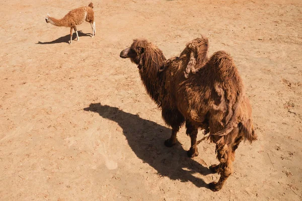 Kamelen Går Langs Sanden Med Alpakka – stockfoto