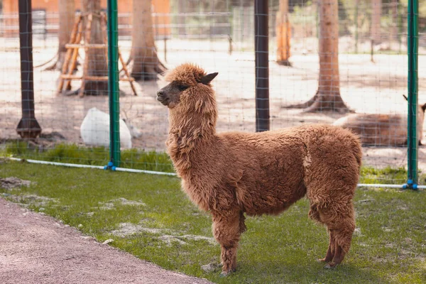 Alpaka Spacery Ulicy Słonecznej Pogodzie Zoo — Zdjęcie stockowe