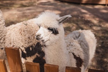 Yazın güneşli bir havada, iki beyaz alpaka ahşap bir çitin içinden bakar.