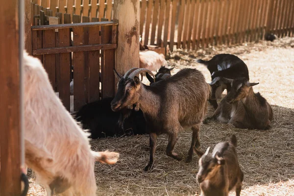 Cabras Uma Bela Gaiola Livre Rua Tempo Ensolarado — Fotografia de Stock