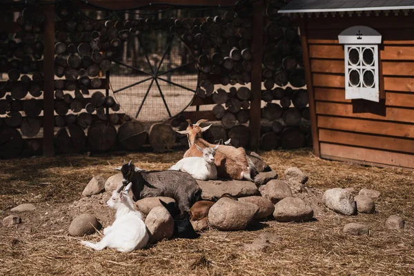 Cabras Uma Bela Gaiola Livre Rua Tempo Ensolarado — Fotografia de Stock