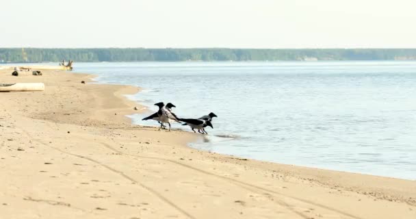 Eine Schar Raben Strand Trinkt Wasser Und Fängt Insekten — Stockvideo