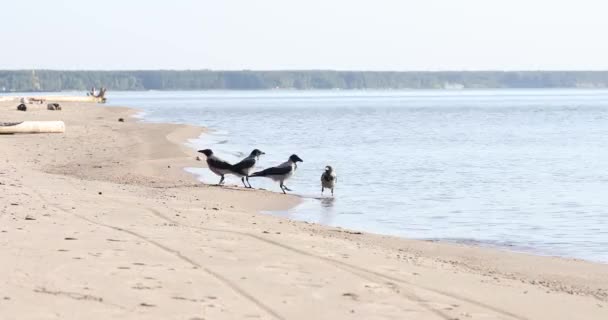 Een Kudde Raven Het Strand Drinkt Water Vangt Insecten — Stockvideo