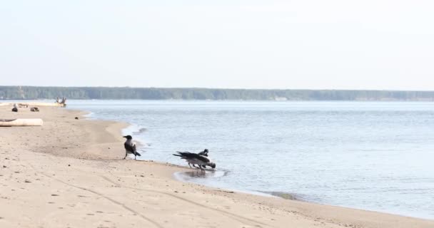 Troupeau Corbeaux Sur Plage Boire Eau Attraper Des Insectes — Video