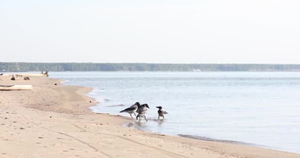 Stado Kruków Plaży Pije Wodę Łapie Owady — Wideo stockowe