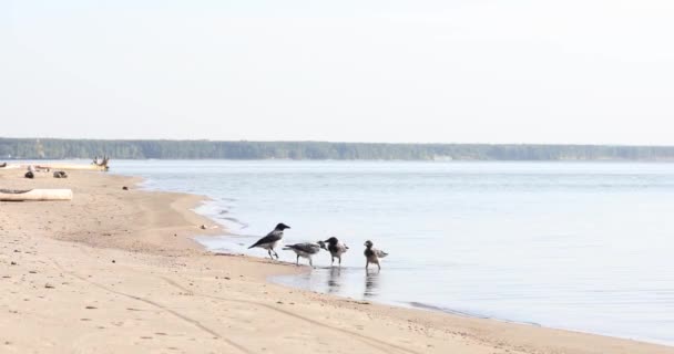 Uno Stormo Corvi Sulla Spiaggia Bere Acqua Catturare Insetti — Video Stock