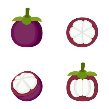 Mangosteen, tam meyve ve yarımlar, vektör illüstrasyonu