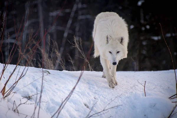 Arctische Wolf Canis Lupus Arctos Ook Bekend Als Witte Wolf — Stockfoto
