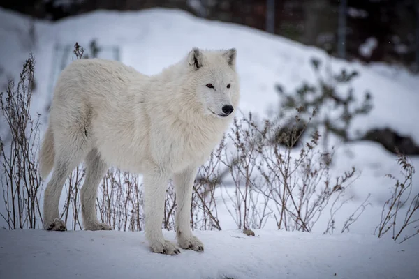 Lobo Ártico Canis Lupus Arctos También Conocido Como Lobo Blanco —  Fotos de Stock