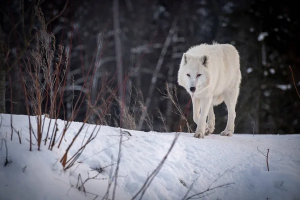 Lobo Ártico Canis Lupus Arctos También Conocido Como Lobo Blanco —  Fotos de Stock