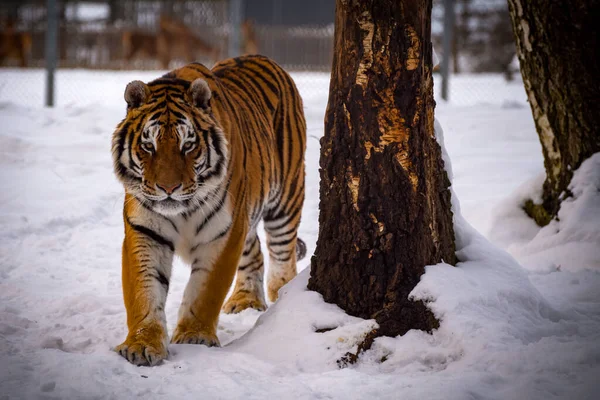 Siberian Tiger Snow — Stock Photo, Image