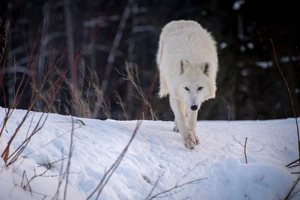 Arctische Wolf Canis Lupus Arctos Ook Bekend Als Witte Wolf Rechtenvrije Stockfoto's