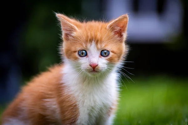 Felis Catus 肉食性の小さな哺乳動物の国内種である — ストック写真