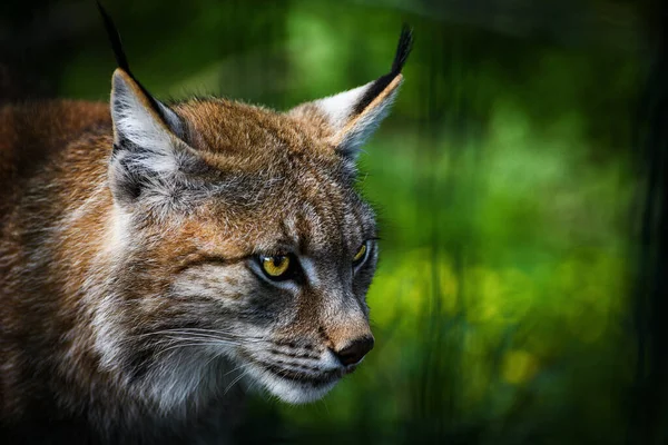 Eurasian Lynx Lynx Lynx Středně Velká Divoká Kočka Která Široce — Stock fotografie