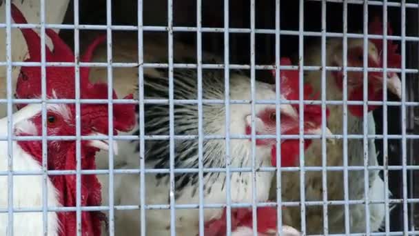 Grupo de Pollo en Jaula de Metal — Vídeos de Stock