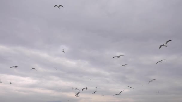 Seagulls and Cloudy Sky — Stock Video