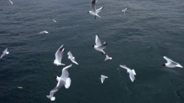 Uçan martılar ve deniz ağır çekim