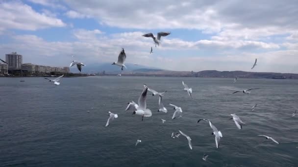 Чайки летять і море повільний рух — стокове відео